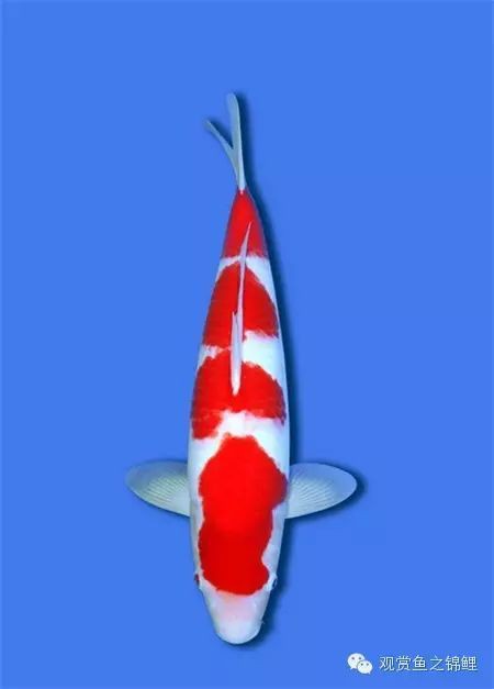 錦鯉魚排名前十名