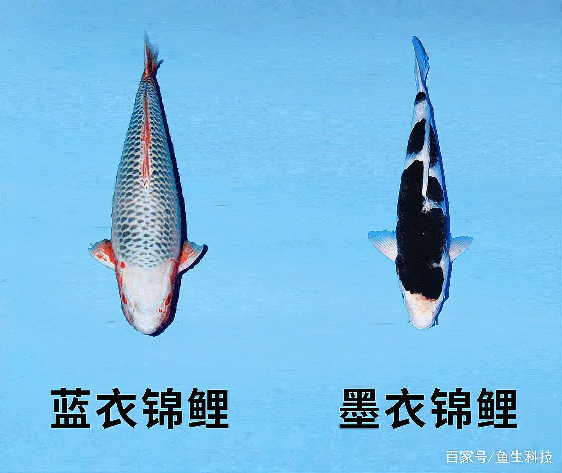 錦鯉魚排名前十名