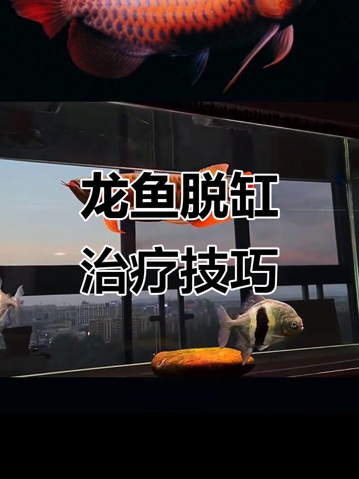 專業龍魚缸高多少：1.2米龍魚缸靜音刷選購指南，打造寧靜水族環境
