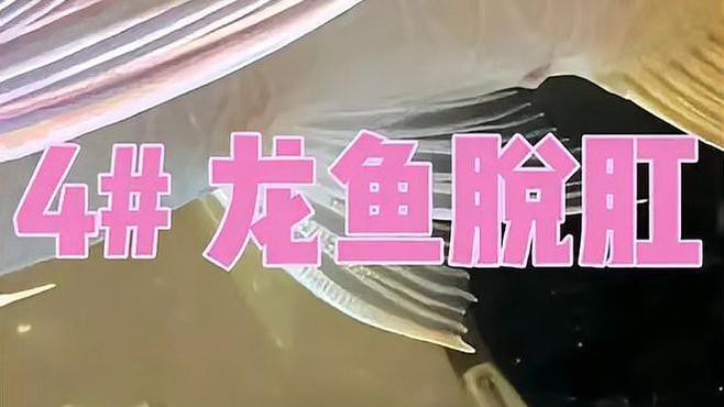 專業龍魚缸高多少：1.2米龍魚缸靜音刷選購指南，打造寧靜水族環境