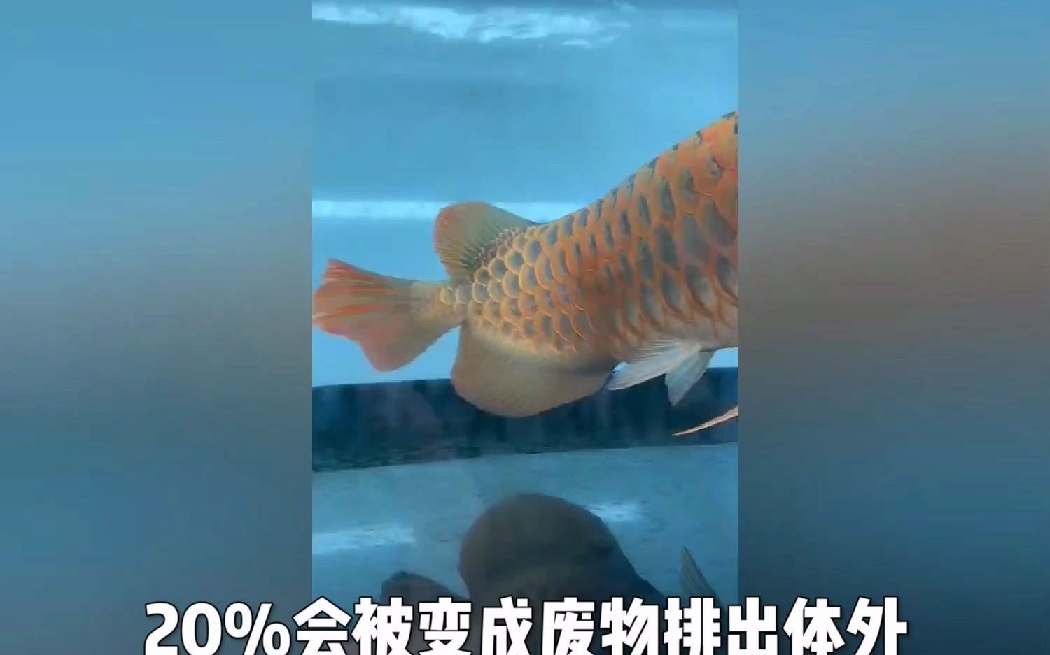 專業龍魚缸高多少：1.2米龍魚缸靜音刷選購指南，打造寧靜水族環境