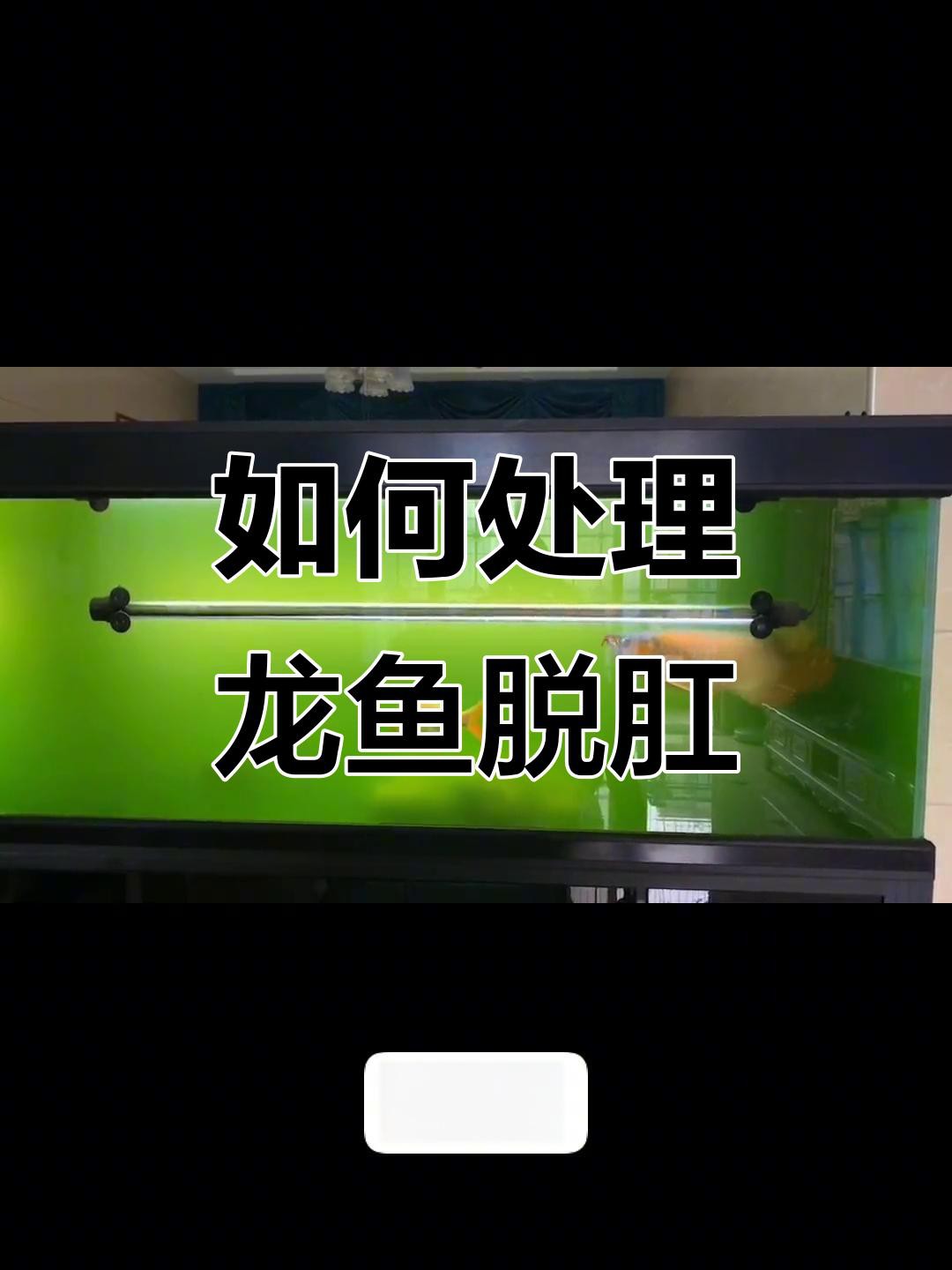專業龍魚缸高多少：1.2米龍魚缸靜音刷選購指南，打造寧靜水族環境