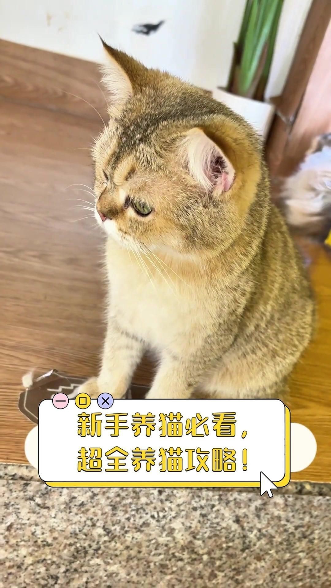 過背金龍爬背的最佳時(shí)期