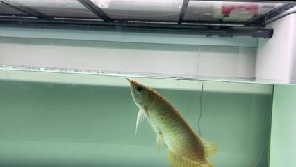 龍魚得病用多少青霉素治療好呢圖片：青霉素治療龍魚疾病的注意事項