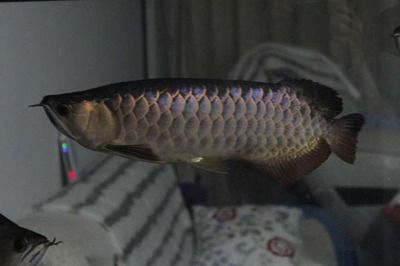 25厘米金龍魚一年能長到多大：25厘米的金龍魚一年內可以增長多大？