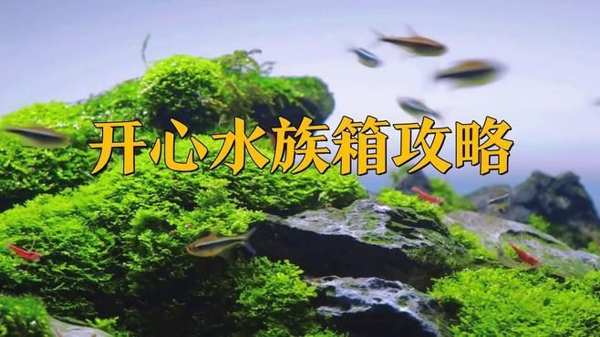 開心水族箱魚