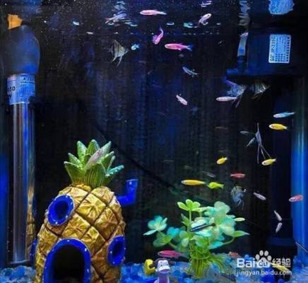 龍魚烤色燈的使用時間（白天使用烤色燈有什么好處？）