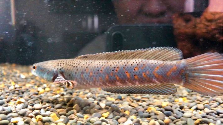 國內(nèi)雷龍魚有幾個(gè)品種（國內(nèi)雷龍魚品種數(shù)量較多） 國內(nèi)雷龍魚有幾個(gè)品種（國內(nèi)雷龍魚品種數(shù)量較多） 龍魚百科 第4張