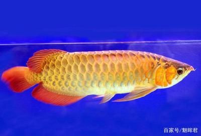 藍色金龍魚是怎么回事：藍色金龍魚品種鑒賞指南，