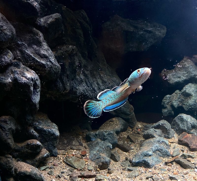 紅綠燈魚和孔雀魚可以混養(yǎng)，紅龍魚的飼養(yǎng)指南是什么：紅綠燈魚可以和孔雀魚混養(yǎng)嗎？