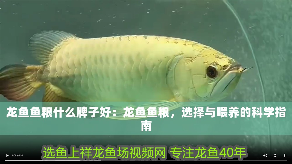 買賣龍魚犯法嗎怎么處理，買賣龍魚是否犯法取決于龍魚的種類、交易方式等因素