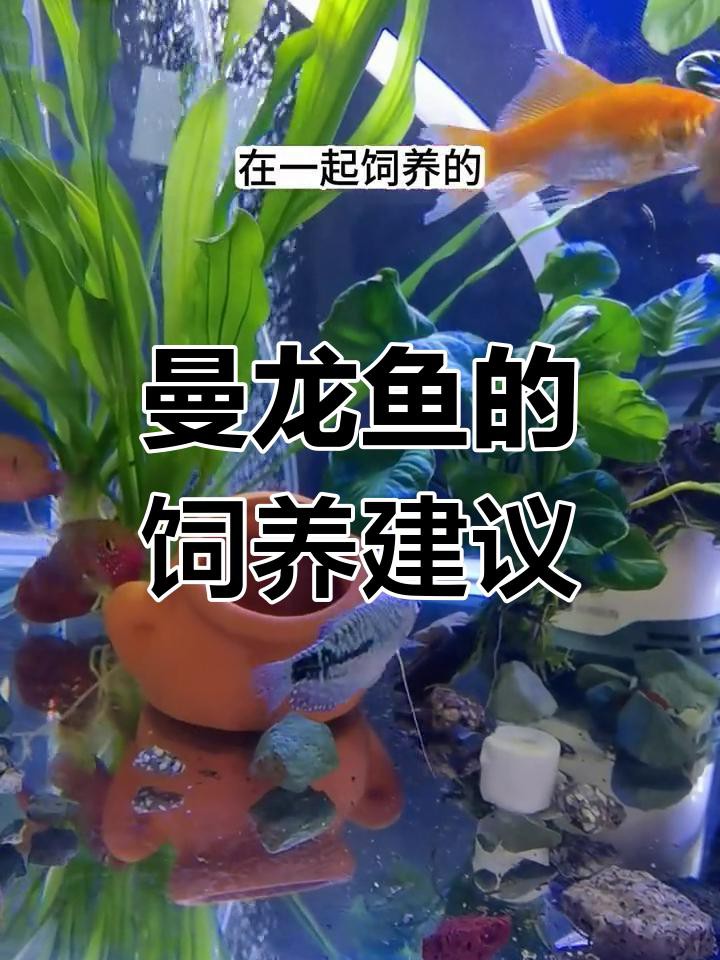 混養曼龍魚需要多大的魚缸？
