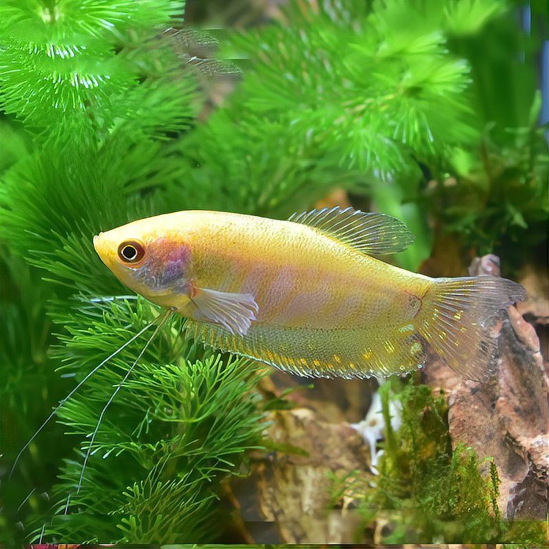 混養曼龍魚需要多大的魚缸？