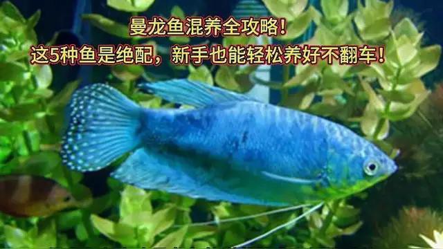 混養曼龍魚需要多大的魚缸？
