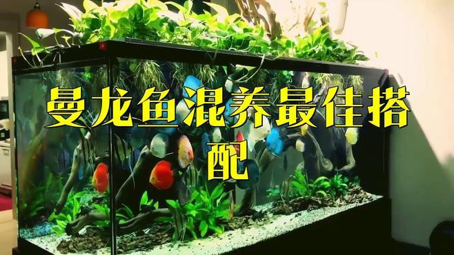 混養曼龍魚需要多大的魚缸？