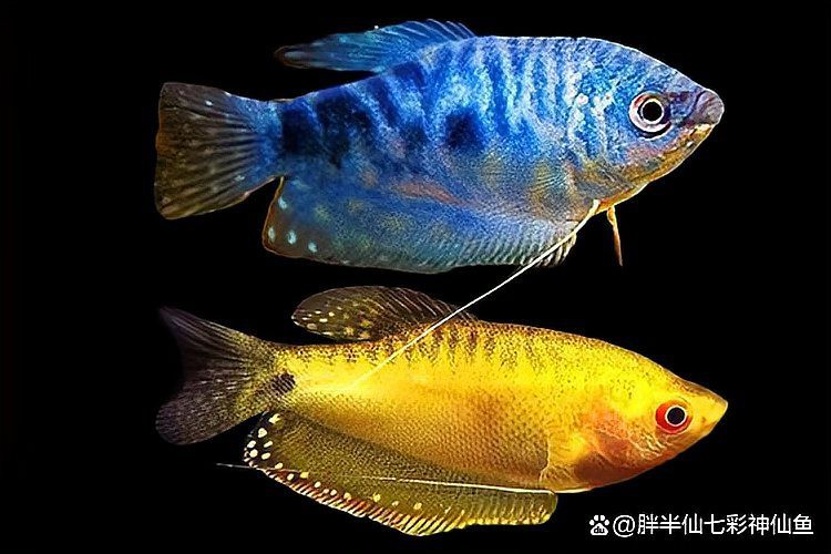 混養曼龍魚需要多大的魚缸？