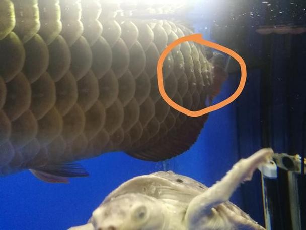 六角恐龍魚不換水會得什么病？