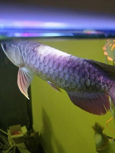 六角恐龍魚不換水會得什么病？