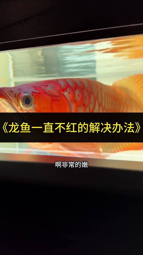 六角恐龍魚不換水會得什么病？