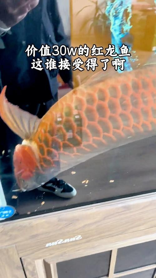 六角恐龍魚不換水會得什么病？