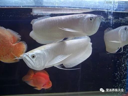 龍魚缸怎么降溫：夏季養龍魚的注意事項