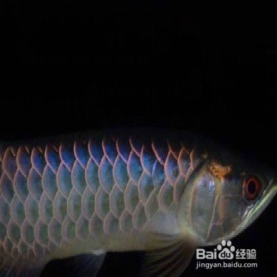 龍魚鰓蓋破損后多久會(huì)感染？