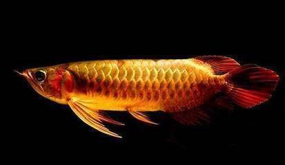 龍魚不進食怎么辦？（當龍魚不進食時，首先檢查水質是否適宜，包括溫度、酸堿度和硬度）