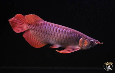 龍魚長(zhǎng)期脫肛怎么辦：如何處理龍魚長(zhǎng)期脫肛