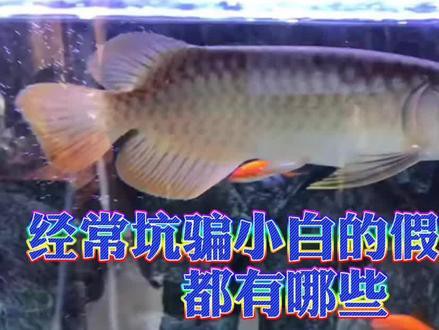 印尼小紅龍魚怎么挑選品種的魚呢
