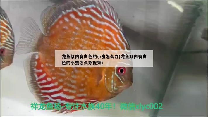 金龍魚的魚缸里的水23度7（金龍魚水溫過低的急救措施，如何選擇合適的加熱棒）