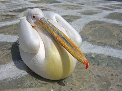 剛買的小龍魚怎么開口呢（剛購(gòu)買的小龍魚可能因?yàn)榄h(huán)境變化、水質(zhì)問(wèn)題或其他因素而不愿開口）
