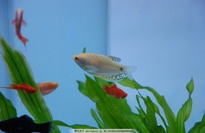 黃龍魚繁殖方法：黃龍魚人工繁殖需要精心挑選親魚、提供親魚、談情說愛 黃龍魚繁殖方法：黃龍魚人工繁殖需要精心挑選親魚、提供親魚、談情說愛 龍魚百科 第3張