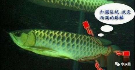 龍魚珠麟是哪里：關于龍魚珠麟的一些詳細信息