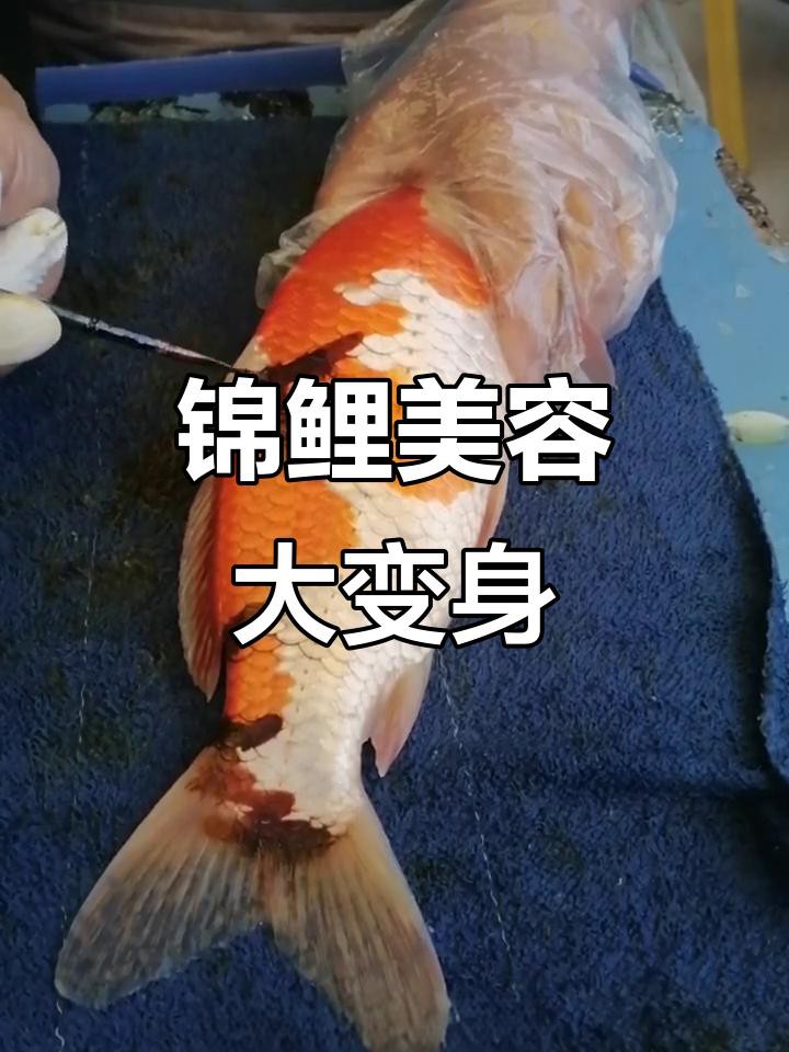 古典金龍七鰭手術費用大概是多少？
