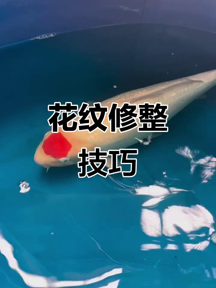 古典金龍七鰭手術費用大概是多少？