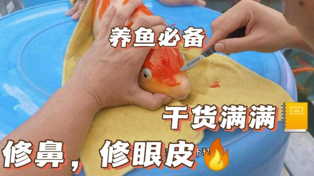 古典金龍七鰭手術費用大概是多少？