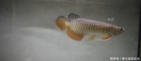 金龍魚養殖場怎么樣賺錢嗎：金龍魚養殖場怎么樣賺錢