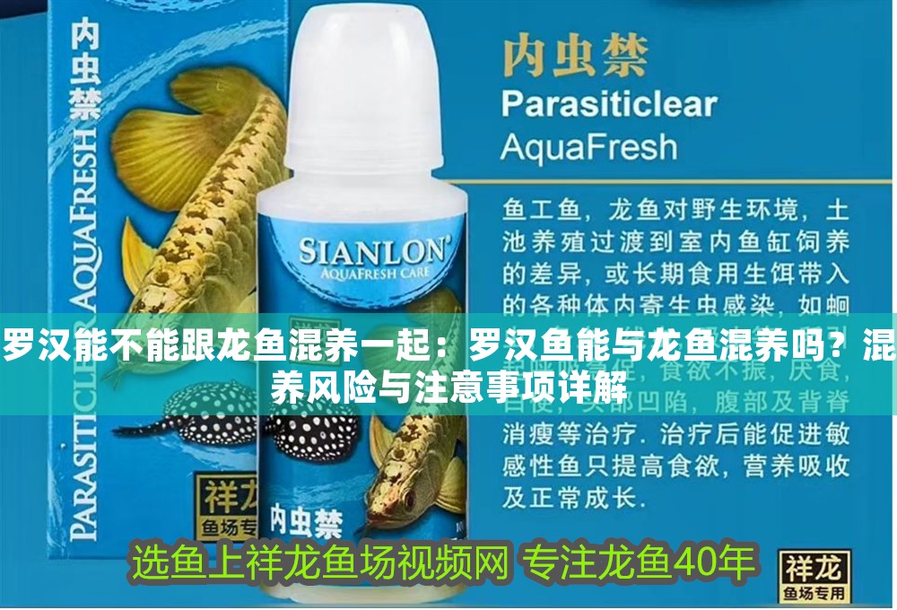 羅漢能不能跟龍魚混養一起：羅漢魚能與龍魚混養嗎？混養風險與注意事項詳解