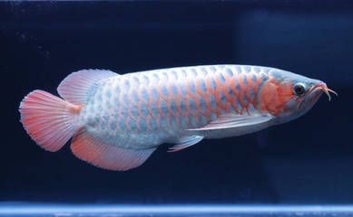 龍魚到家后何時適應水質(zhì)，龍魚到家多久才適應水質(zhì)環(huán)境：龍魚到家后什么時候適應水質(zhì)