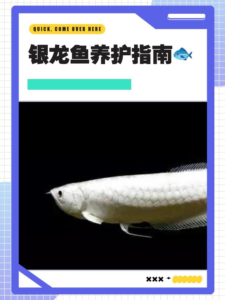 銀龍魚喂養(yǎng)時間多久