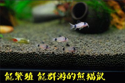 常見的十種魚缸清潔魚的圖片信息，希望您有所幫助：常見的十種魚缸清潔魚