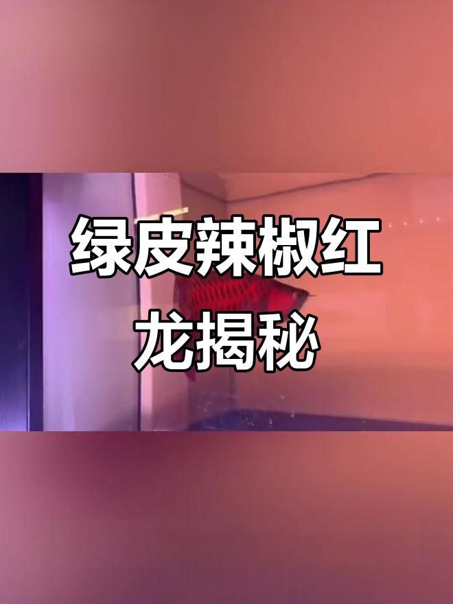 綠皮辣椒紅龍魚是不是先發綠