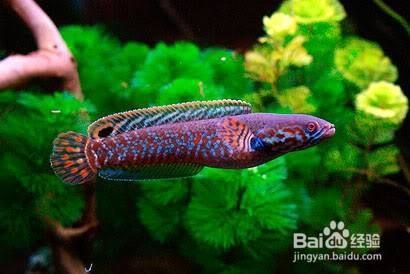 最好養(yǎng)的小型雷龍魚(yú)（如何挑選健康的小型雷龍魚(yú)苗，雷龍魚(yú)日常護(hù)理技巧，小型雷龍魚(yú)的繁殖方法）