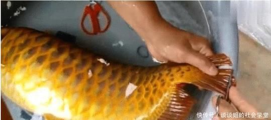 金龍魚嘴巴上起了個(gè)泡怎么治療：金龍魚嘴巴上起了一個(gè)泡怎么回事