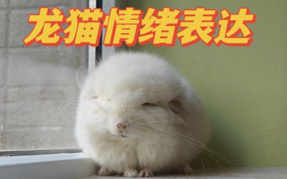 龍貓能理解哪些人類情緒？