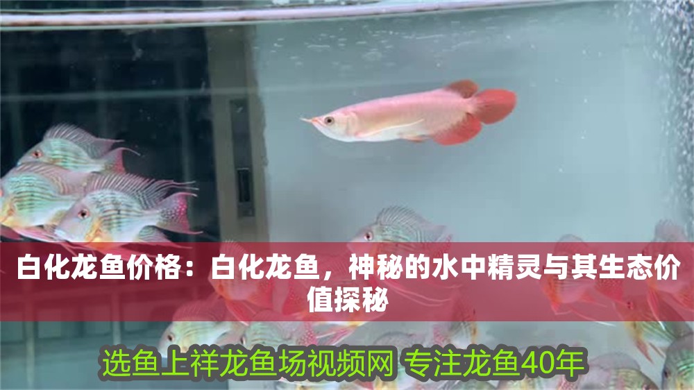 白化龍魚價格：白化龍魚，神秘的水中精靈與其生態價值探秘 白化龍魚價格：白化龍魚，神秘的水中精靈與其生態價值探秘 龍魚百科 第1張