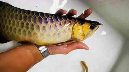 龍魚炫彩泥池是什么意思：\"龍魚炫彩泥池\"可能是一個(gè)與龍魚相關(guān)的社區(qū)或論壇