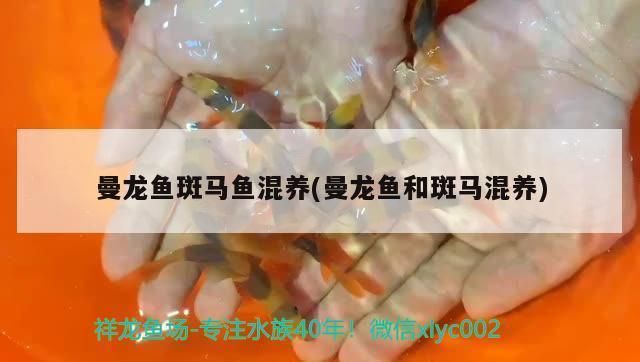龍魚和斑馬魚混養好不好：龍魚和斑馬魚對水質的要求是混養成功的關鍵因素之一