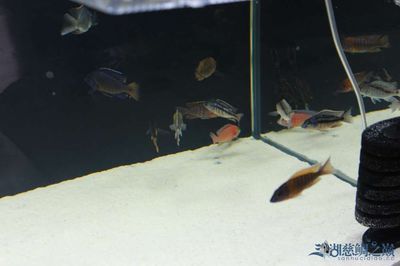 太原水族批發市場（太原水族市場特色魚類）