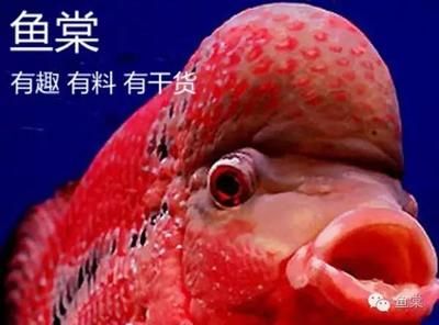 太原水族批發市場（太原水族市場特色魚類）